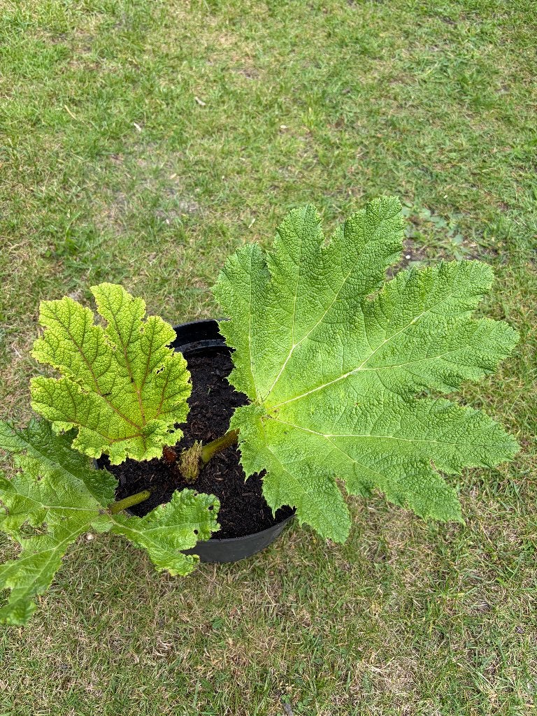 Gunnera manicata (mammoetblad of reuzenrabarber), Tuin en Terras, Planten | Tuinplanten, Ophalen, Volle zon, Vaste plant, Zomer