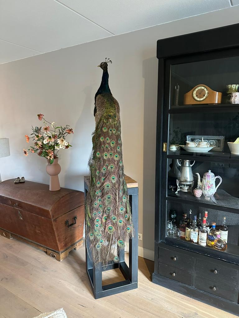 Prachtige opgezette pauw op pilaar taxidermie, Verzamelen, Ophalen of Verzenden, Opgezet dier