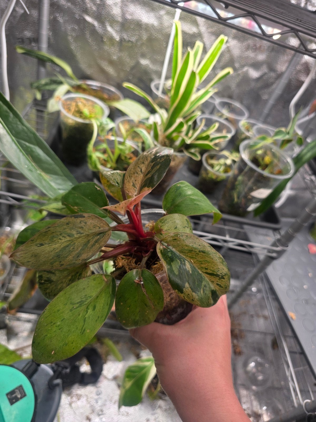 philodendron red congo mint varigata, Ophalen of Verzenden, Halfschaduw, Minder dan 100 cm
