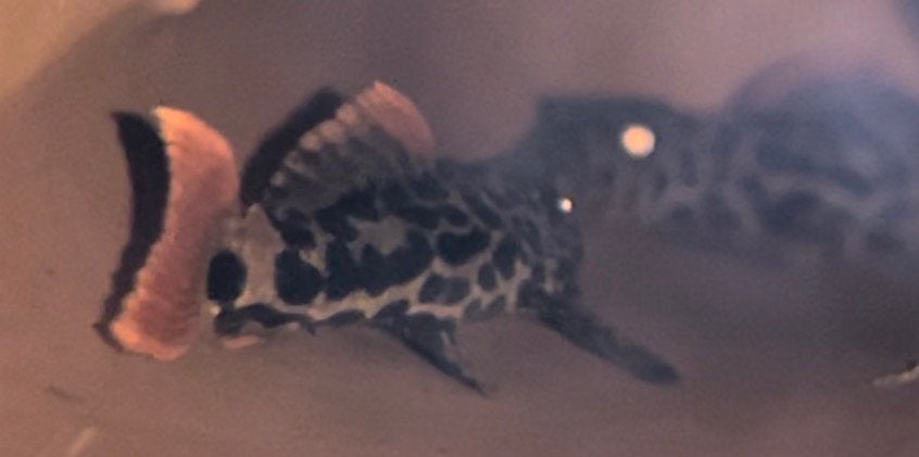L600 Leopard Cactus Pleco (Pseudacanthicus leopardus) ~4cm, Vis, Zoetwatervis