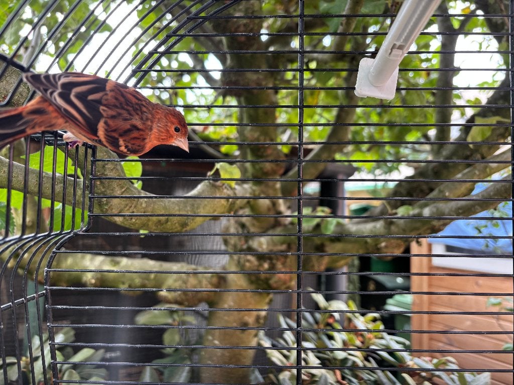 F1 Kanarie Bastaard Kapoetsensijs, Mannelijk, Wildzangvogel, Geringd