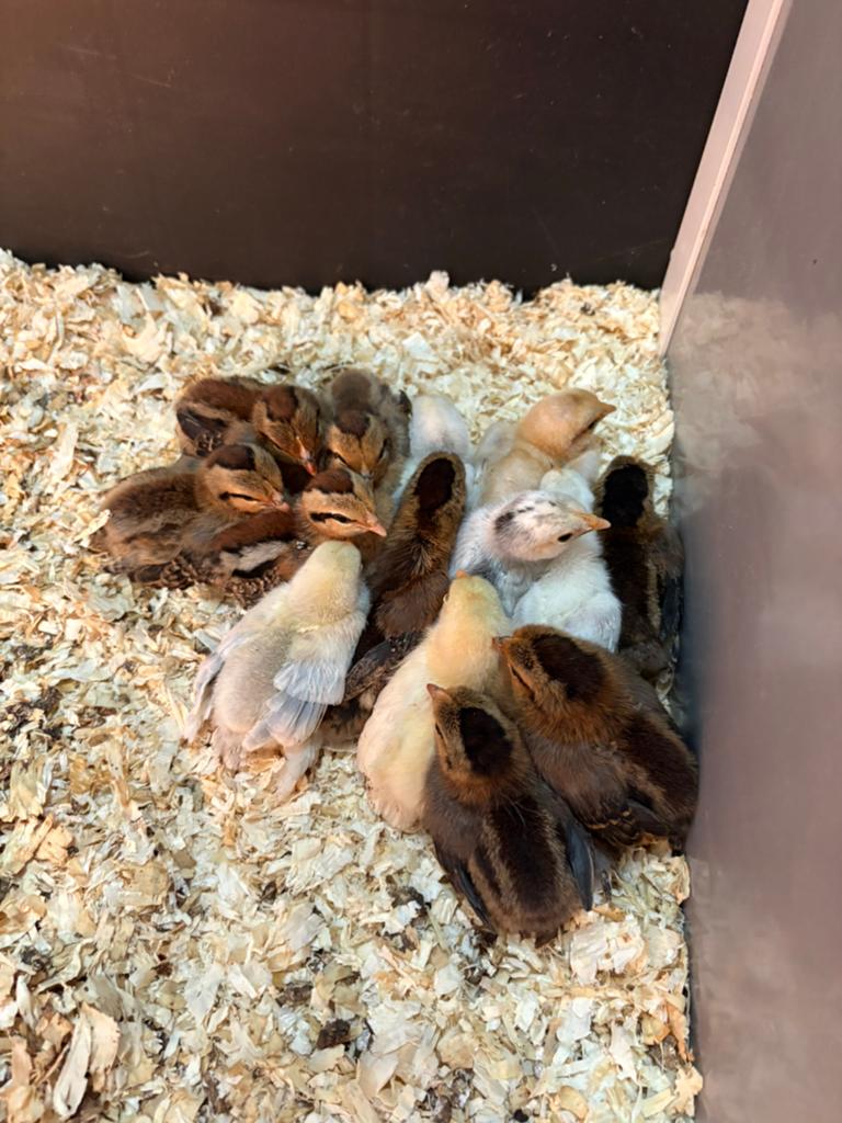 Sabelpoot krielkippen, Meerdere dieren, Kip