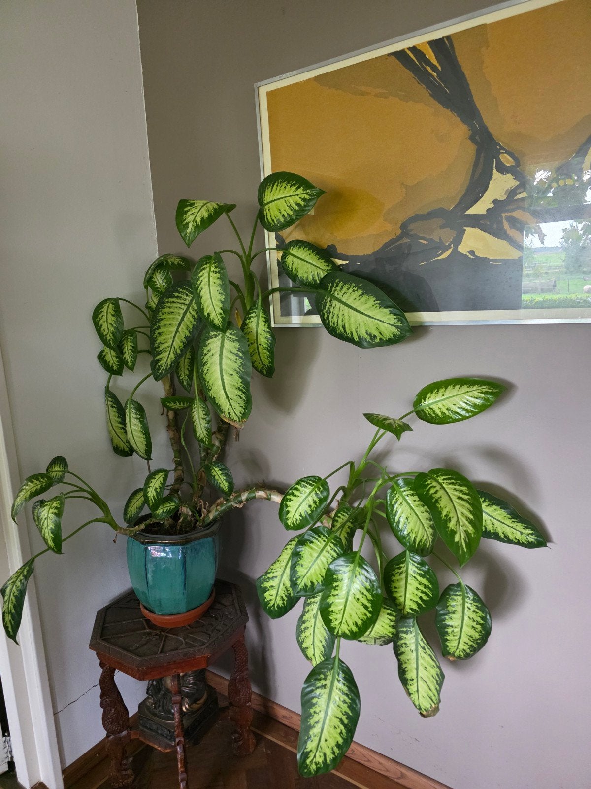 Grote dieffenbachia met pot, Ophalen, Overige soorten, Halfschaduw, In pot