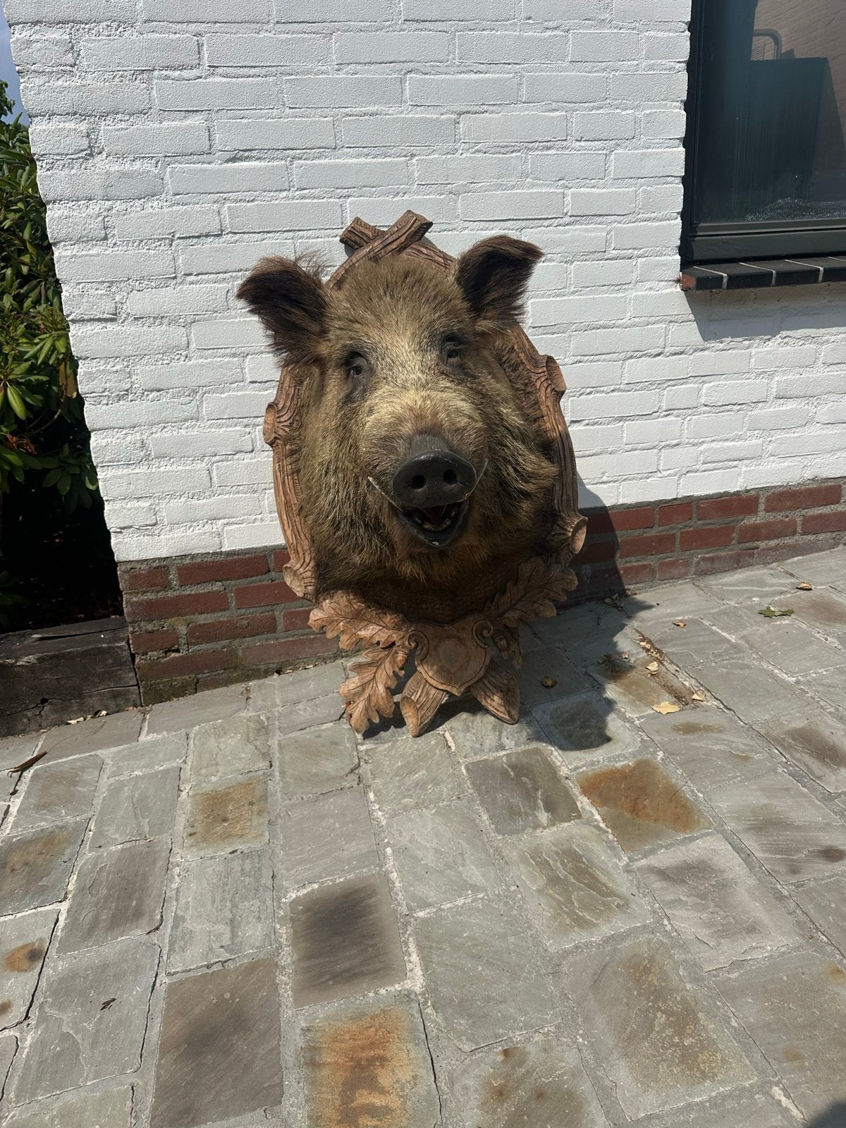 Prachtig geprepareerd Wild Zwijn - Zo goed als nieuw, Verzamelen, Dierenverzamelingen, Ophalen, Zo goed als nieuw, Wild dier, Opgezet dier