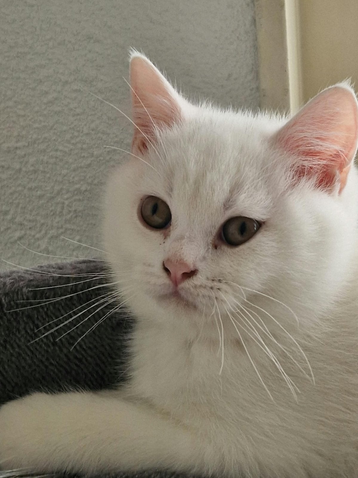 Britse korthaar kittens, Dieren en Toebehoren, Meerdere dieren, Kortharig, 0 tot 2 jaar
