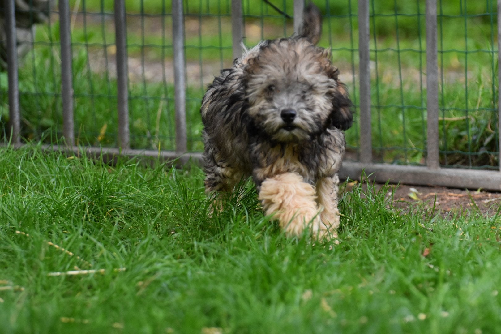 2 BoomPoo ventjes (Boomer x kl. Poedel), Nederland, Overige rassen, CDV (hondenziekte), 8 tot 15 weken