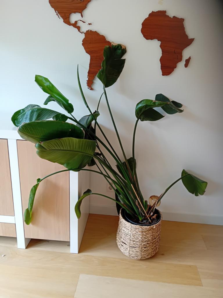 Nicolai strelitzia kamerplant, Ophalen, Halfschaduw, Minder dan 100 cm