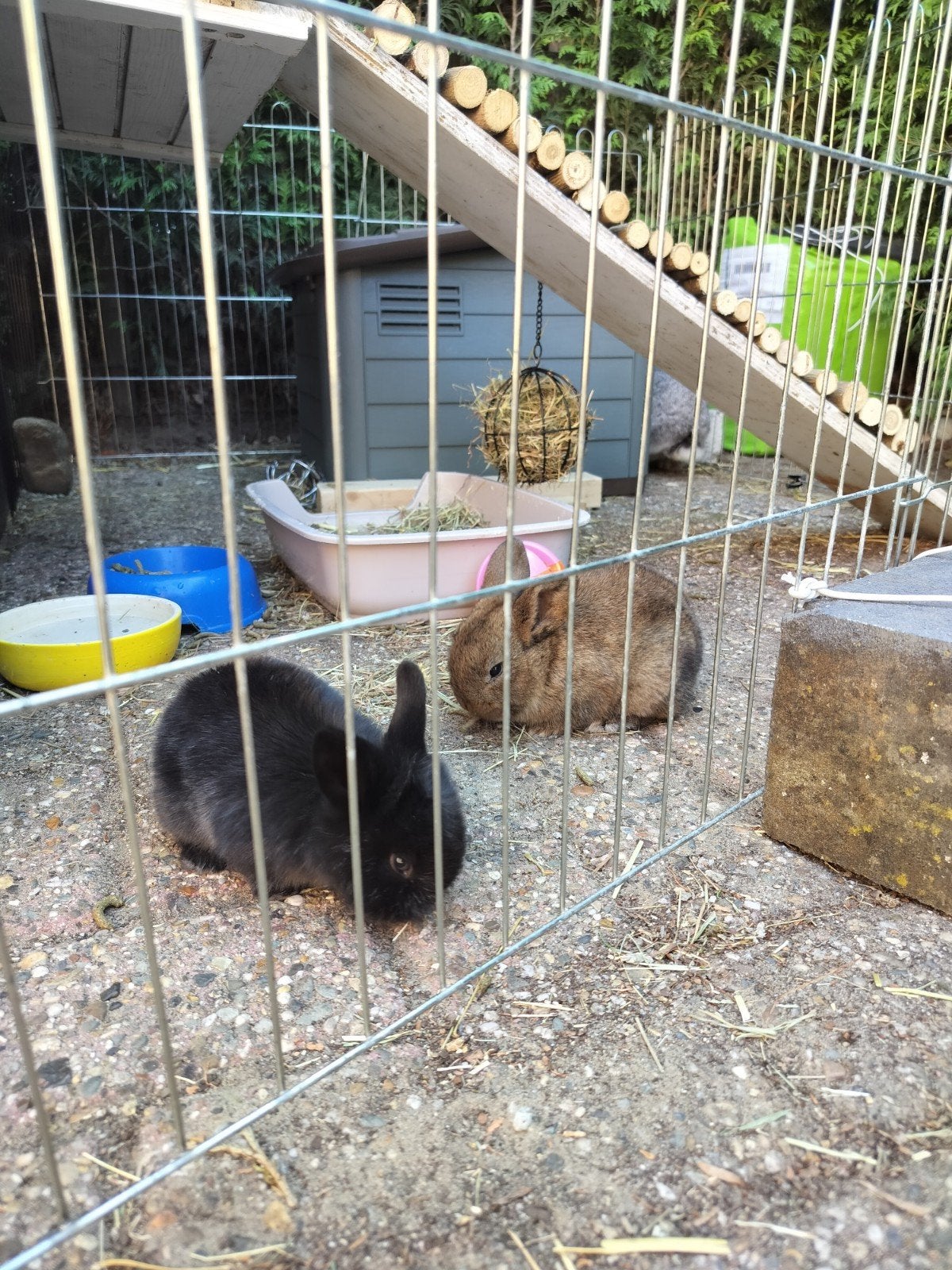 Te koop: 2 prachtige konijntjes geb. datum 25 juni, Dieren en Toebehoren, Konijnen, Meerdere dieren, Dwerg
