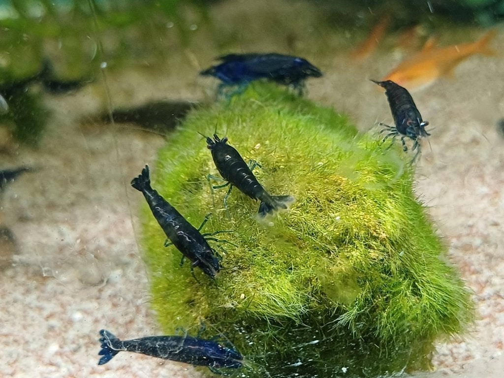 Hobbyaquarium mooie  Blue Sapphire garnalen volwassen, Kreeft, Krab of Garnaal, Zoetwatervis, Schoolvis