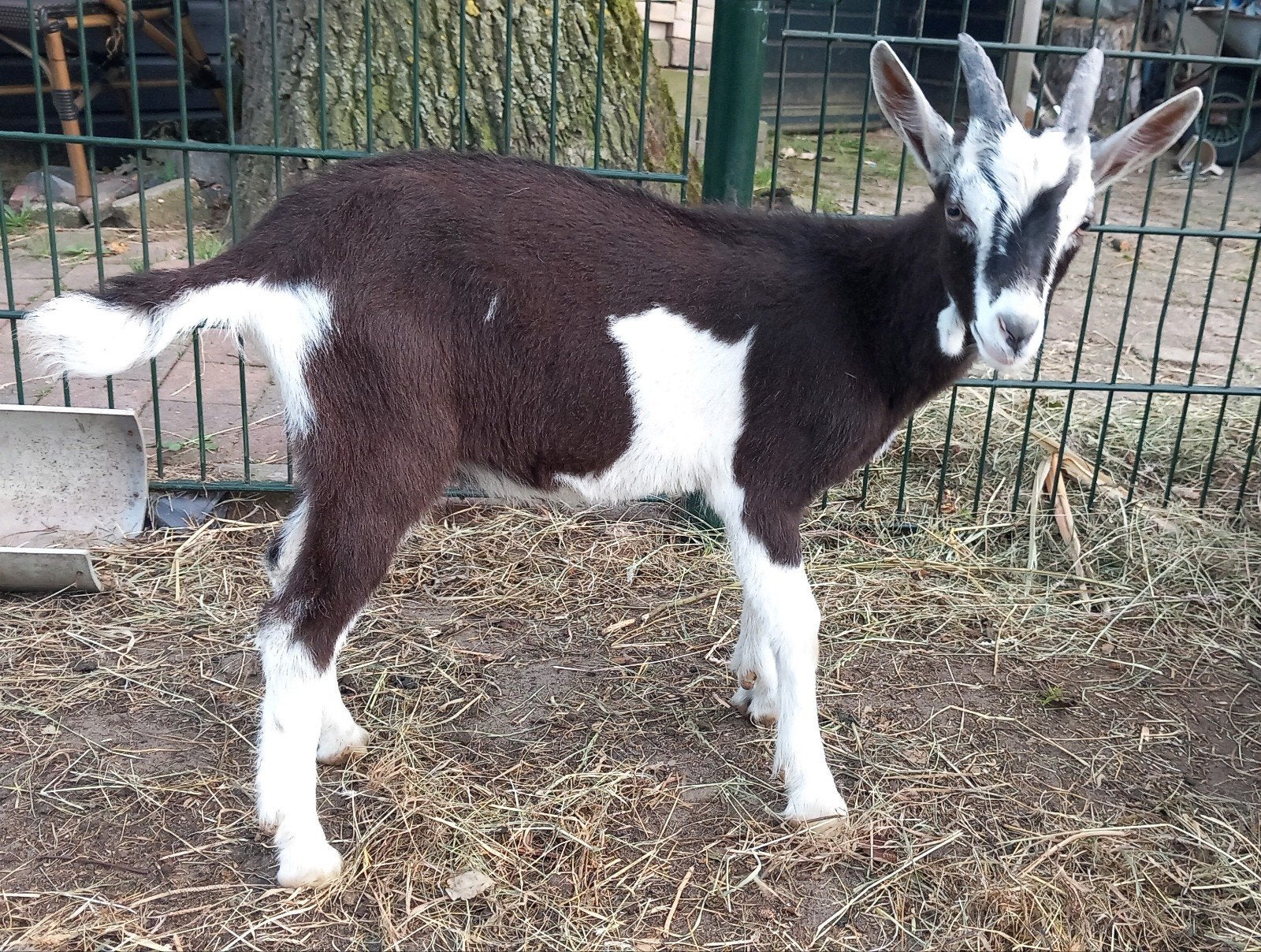 Prachtige bonte bok - met lelletjes, Dieren en Toebehoren, Mannelijk, Geit
