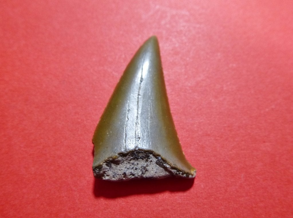 Prachtige grote fossiele HAAIENTAND van Strand Cadzand!, Verzamelen, Mineralen en Fossielen, Ophalen of Verzenden, Fossiel