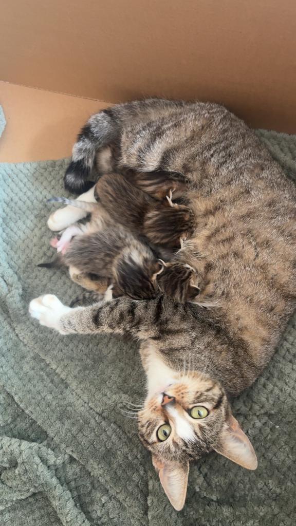 Mooie cyperse kittens (nog 3 beschikbaar), Meerdere dieren, 0 tot 2 jaar
