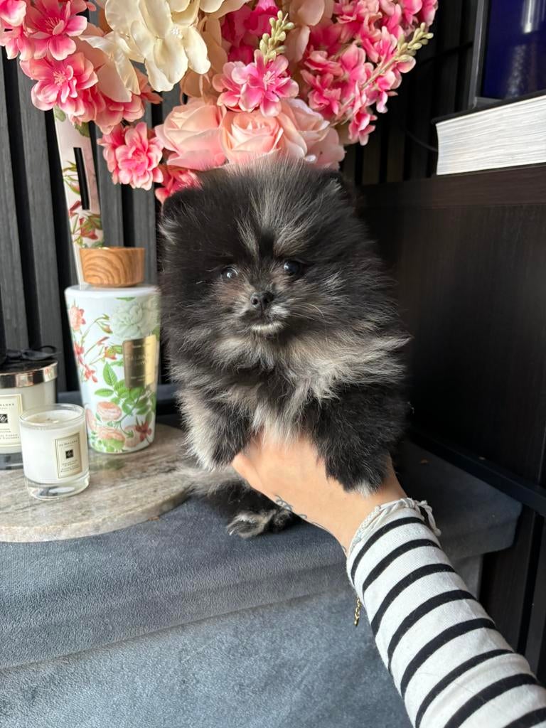 pomeriaan pup, Dieren en Toebehoren, Honden | Poolhonden, Keeshonden en Oertypen, Particulier, Keeshond, Reu, 8 tot 15 weken