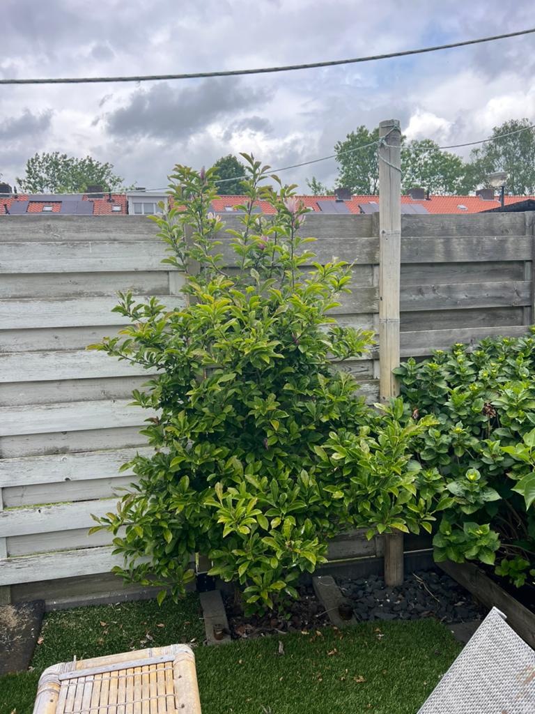 Magnolia, Ophalen, Halfschaduw, Overige soorten, Lente