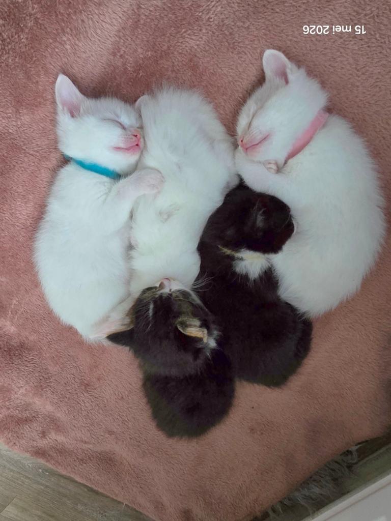 Ragdoll, Siamees, siamese,  kittens, Meerdere dieren