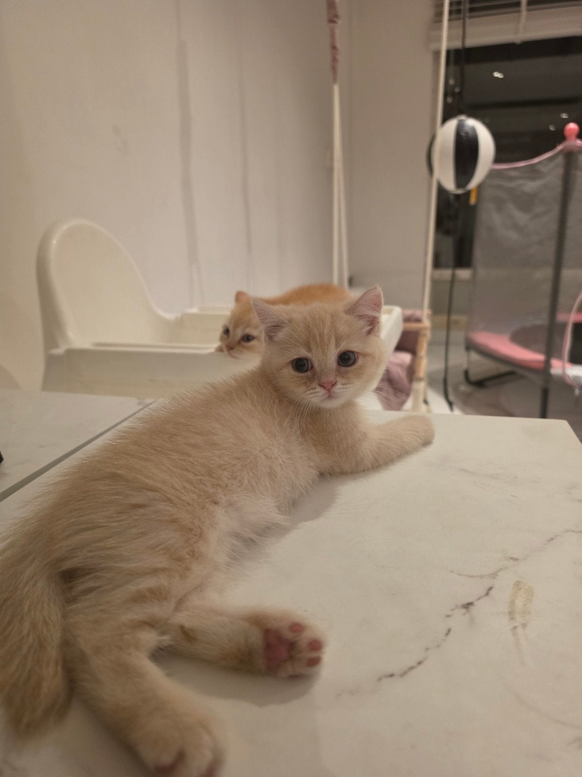100% Britse korthaar kittens BLAUWE OGEN 8weken direct mee, Kater, Ontwormd