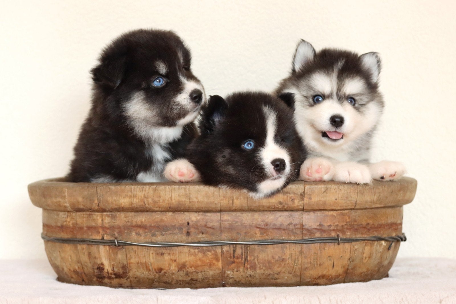 Schitterende Pomsky pups F2 met blauwe oogjes mini Husky, 8 tot 15 weken, Meerdere, Meerdere dieren, Nederland
