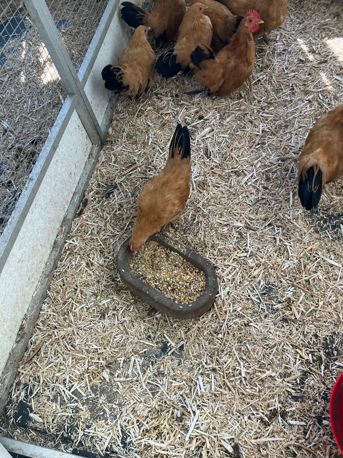 Chabo hennen, Dieren en Toebehoren, Vrouwelijk, Kip