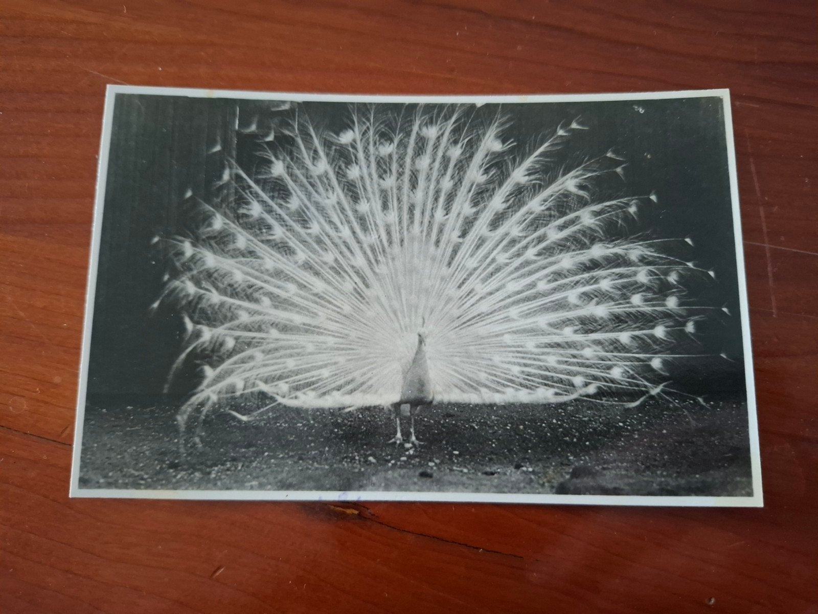 Oude ansichtkaart Witte Pauw Burgers' Zoo Arnhem 1952, Ophalen of Verzenden, 1940 tot 1960, Gelopen, Vogel
