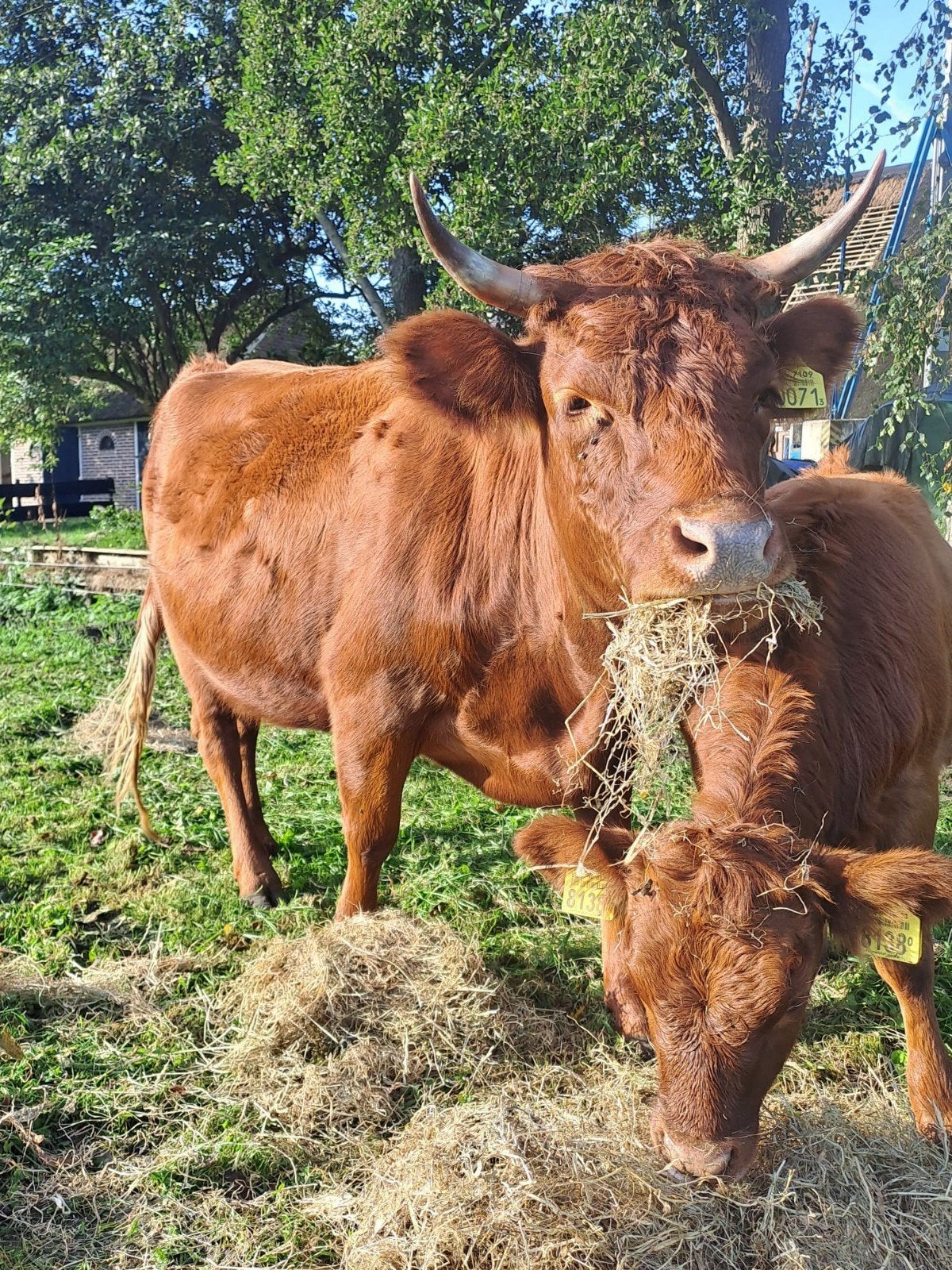 Dexter koe, Dieren en Toebehoren, Vrouwelijk, 3 tot 6 jaar
