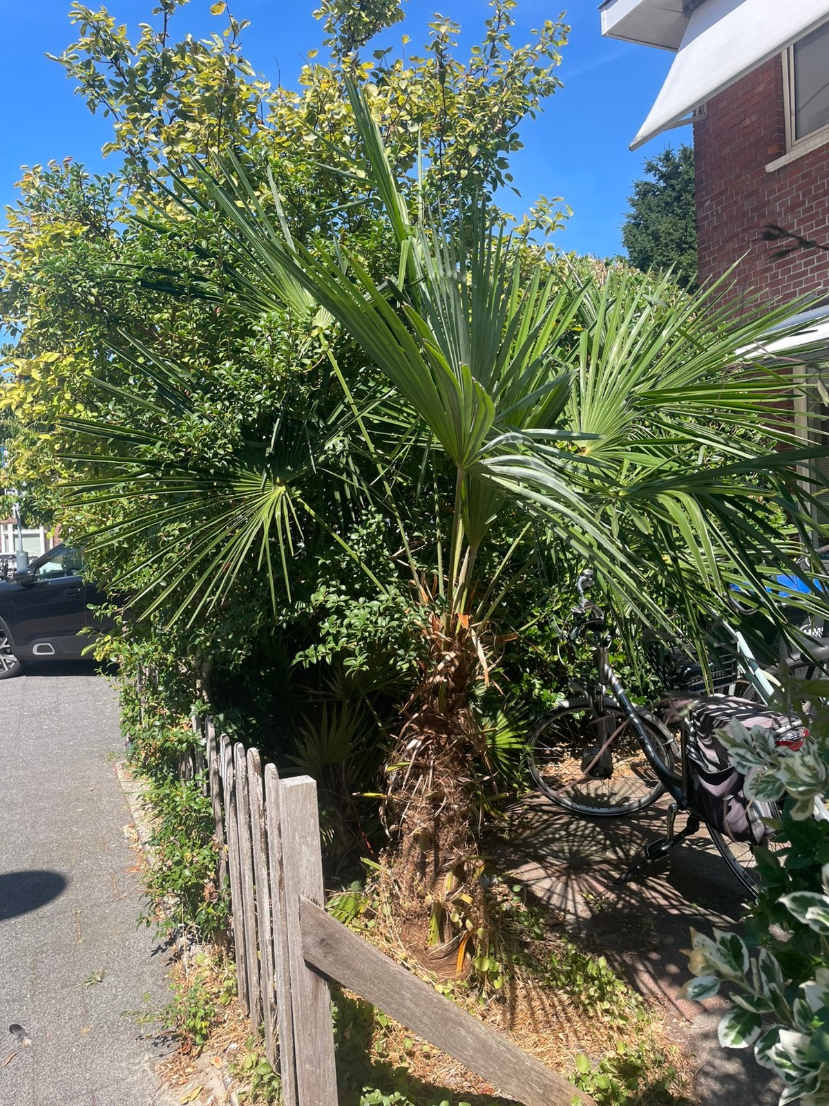 Winterharde palmboom Trachycarpus fortunei 2 meter, Ophalen