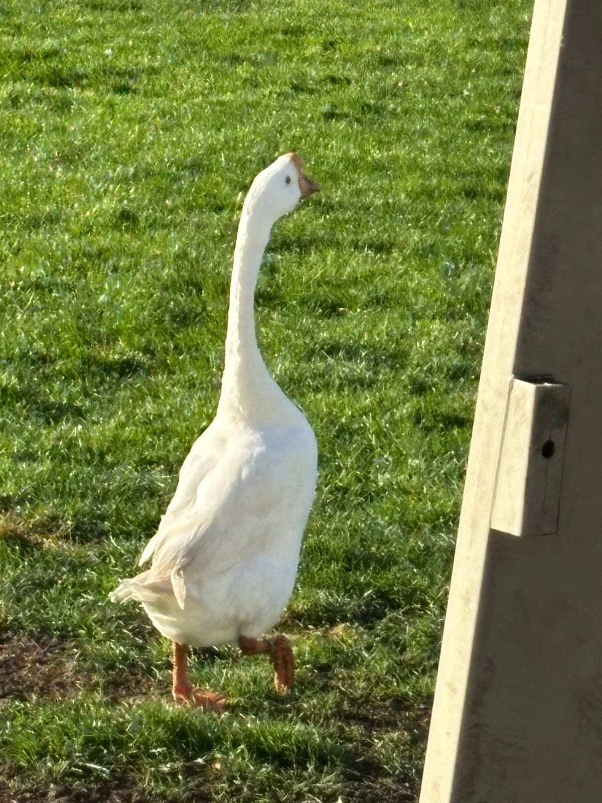 Witte Chinese knobbelganzen gans ganzen knobbel gans, Dieren en Toebehoren, Meerdere dieren, Gans of Zwaan