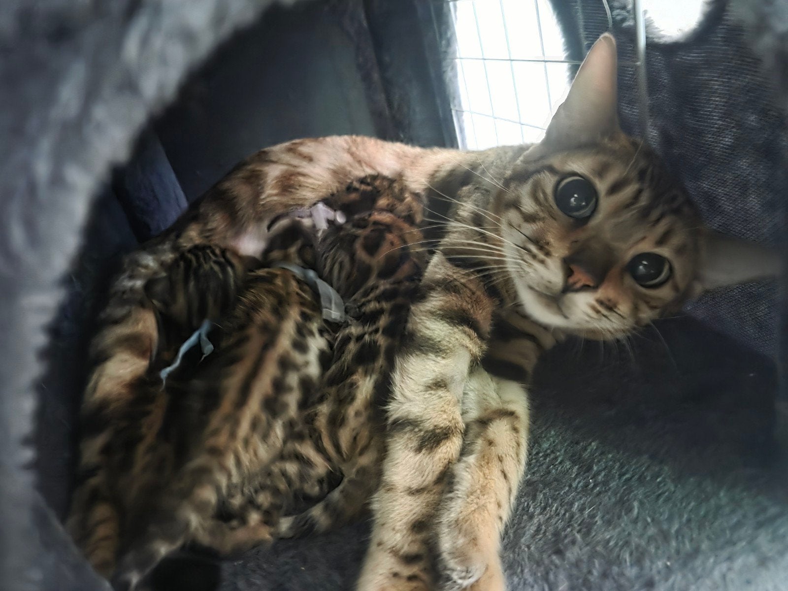 Prachtige Bengaalse kitten te koop