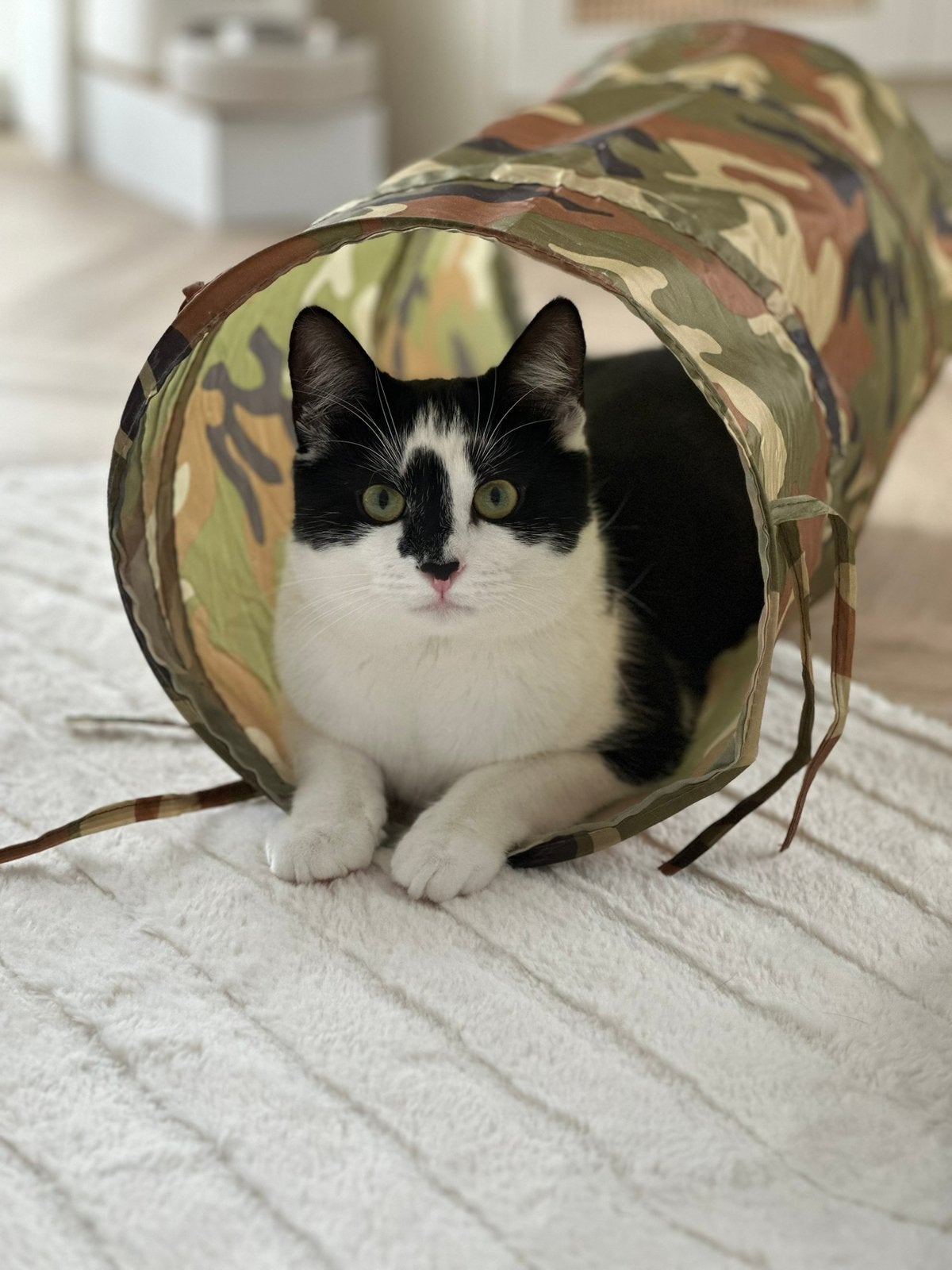 Europees korthaar Zwart/Wit, Kater