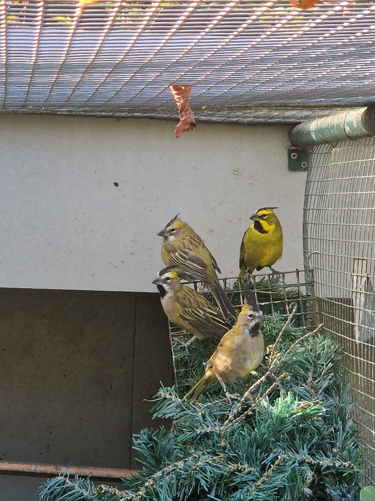 Groene kardinaal te koop, Dieren en Toebehoren, Mannelijk, Wildzangvogel, Geringd