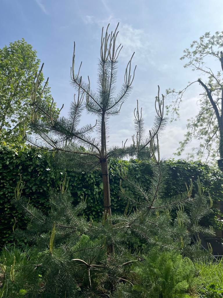 Pinus boompje - Ongeveer 3 meter hoog, Tuin en Terras, Ophalen of Verzenden, Overige soorten, 250 tot 400 cm