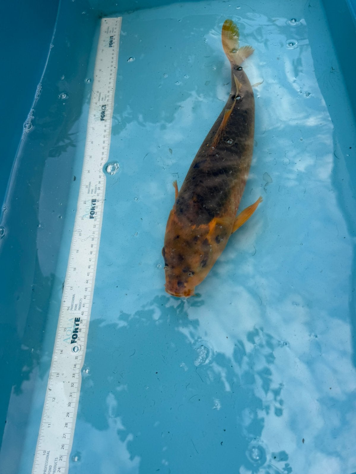 Ki Matsuba koi, Dieren en Toebehoren, Vissen | Vijvervissen, Karper of Koi