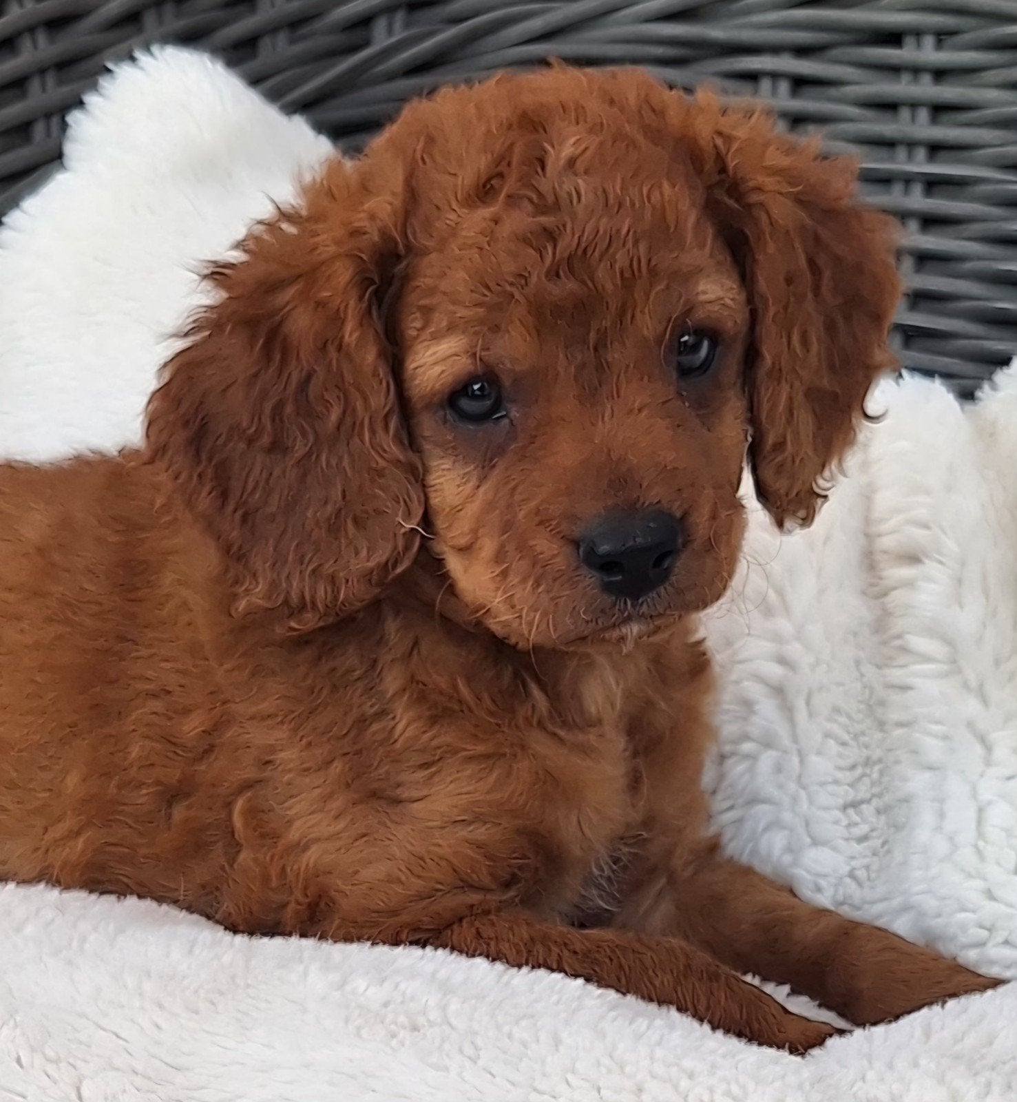 Super mooie cavapoo pups, Parvo, Overige rassen, 8 tot 15 weken, Meerdere