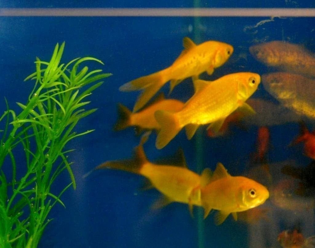 vijvervissen, REGENBOOG WINDE goudvis, sarasa, shubinki, Karper of Koi