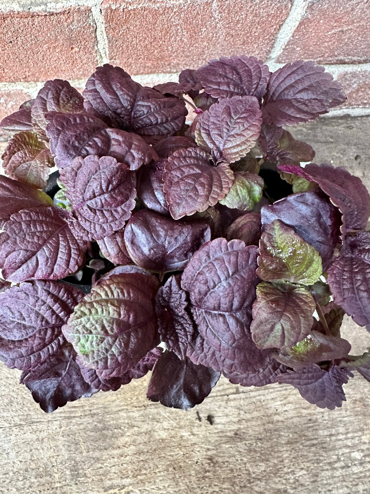 Perilla frutescens 'Red Shiso' - Rode Shiso plantjes, Volle zon, Eenjarig, Ophalen of Verzenden, Kruiden