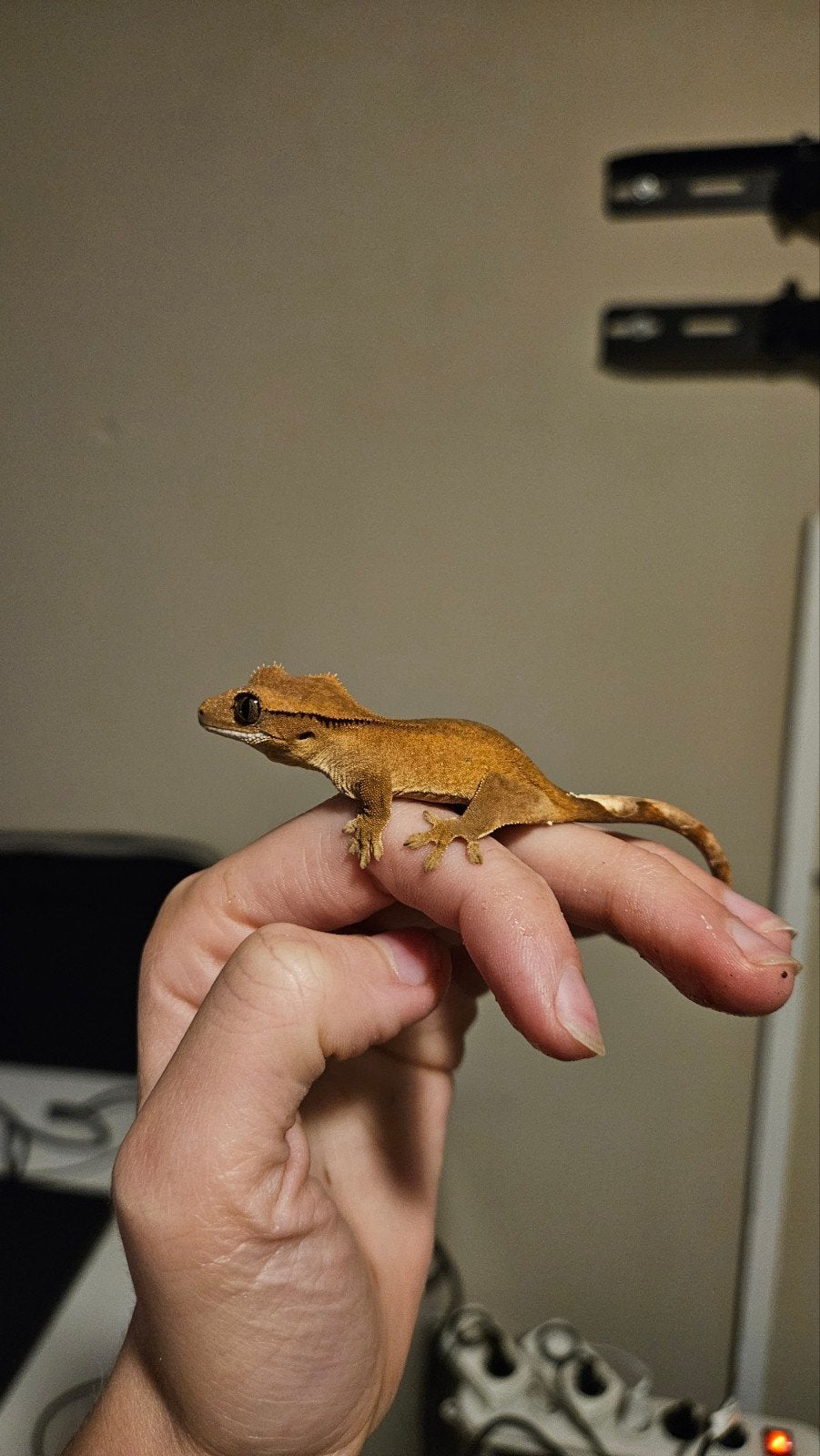 Wimpergekko Jong, Dieren en Toebehoren, Reptielen en Amfibieën, Hagedis, Tam, 0 tot 2 jaar