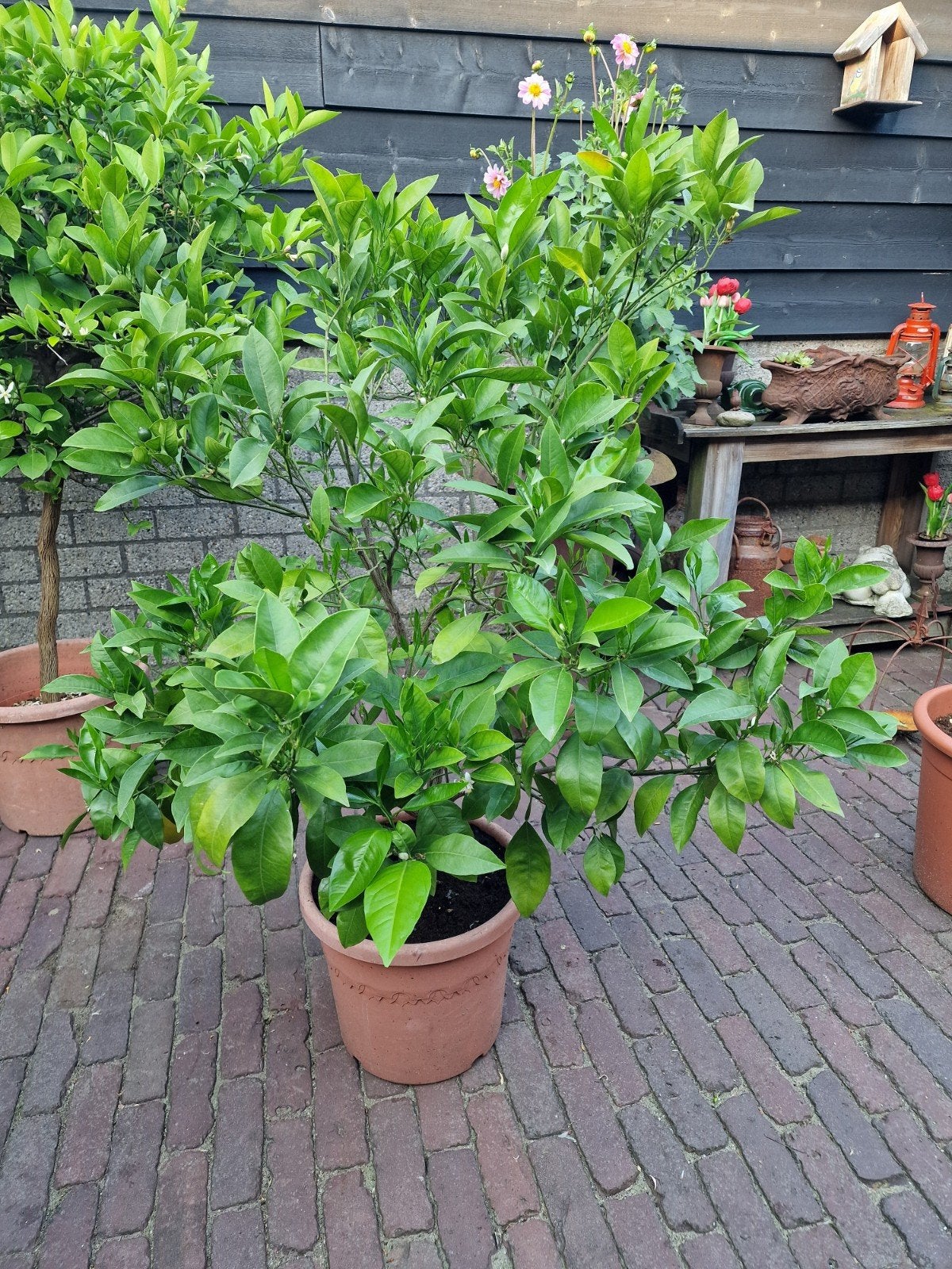 Sinaasappel boompje - Citrusplant voor thuis of tuin, Ophalen, Volle zon, Vaste plant, Fruitplanten