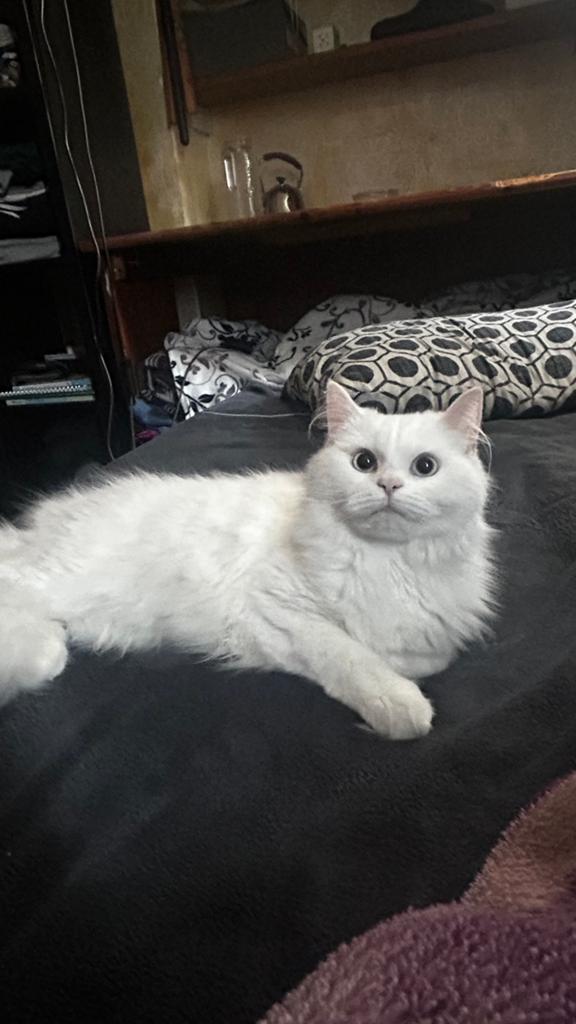 Jonge poes te koop, Poes, Gechipt, 0 tot 2 jaar