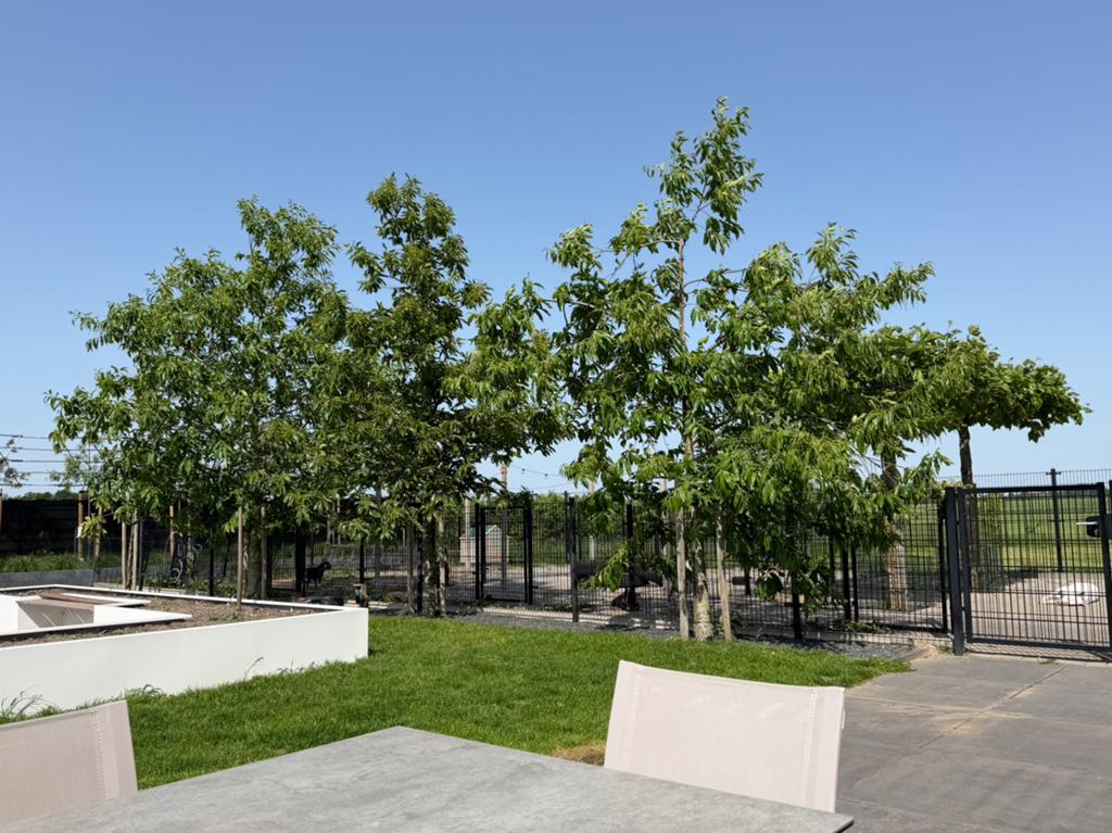Kastanje bomen 3 stuks, Tuin en Terras, Planten | Bomen, Ophalen, Volle zon, Overige soorten