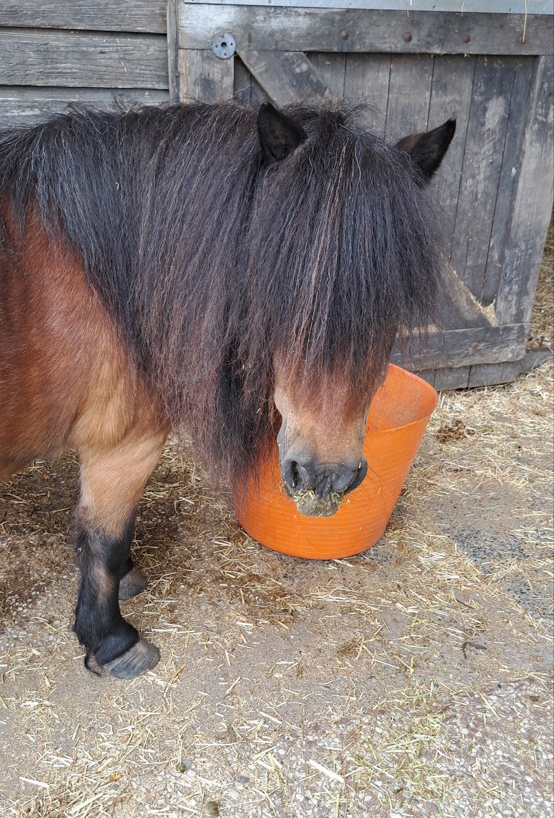 Stalling shetlander of pony tot 1.30m in Akersloot