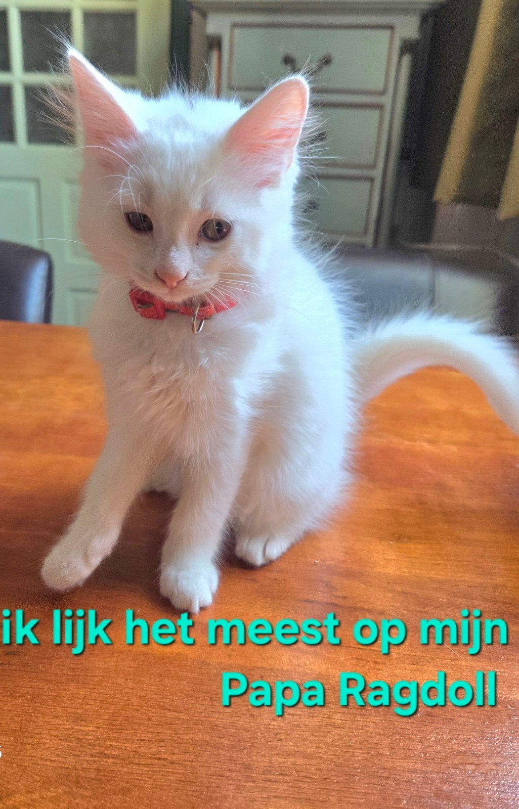 Ragdoll, Siamees, siamese,  kittens, Meerdere dieren
