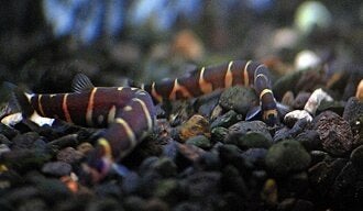 Indische modderkruiper, Dieren en Toebehoren, Vis
