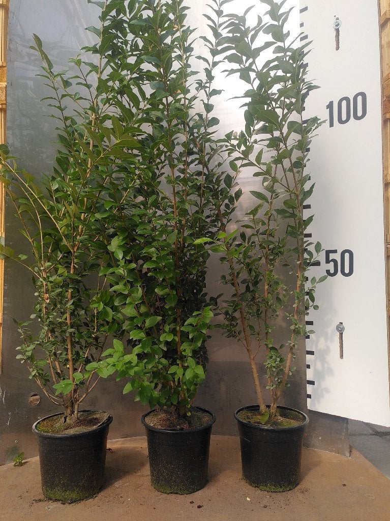 Ligustrum ovalifolium 100+ cm – groenblijvende haagliguster, Ophalen of Verzenden, Liguster, Haag, 100 tot 250 cm