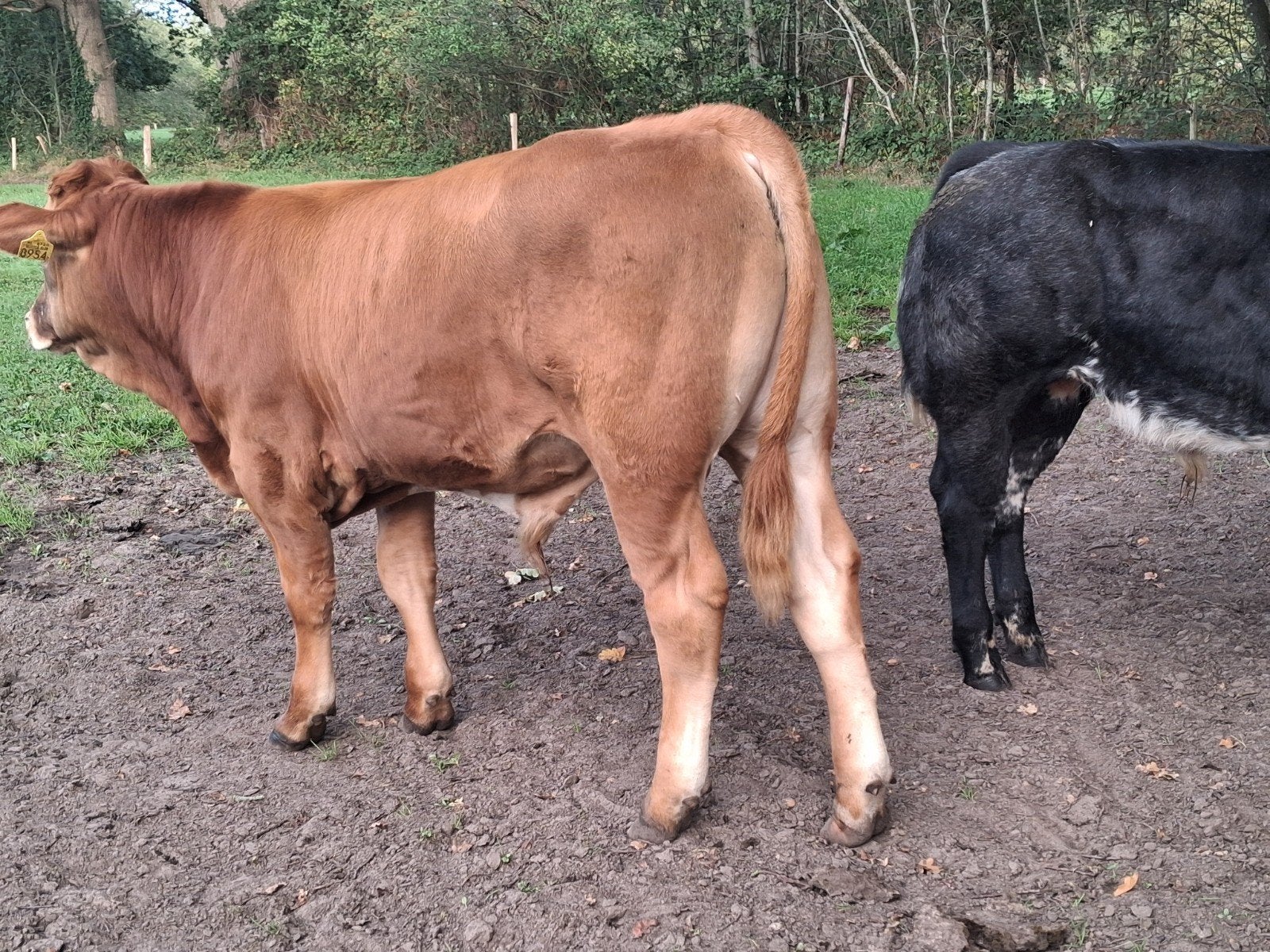 dikbil en blonde stier, Dieren en Toebehoren, Meerdere dieren