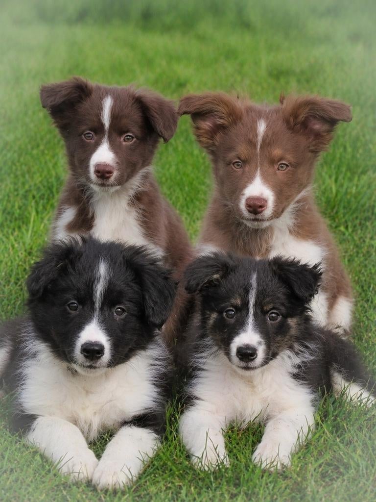 Enthousiaste border collie pups mogen het nestje verlaten, Dieren en Toebehoren, Parvo, 8 tot 15 weken, Collie, Meerdere