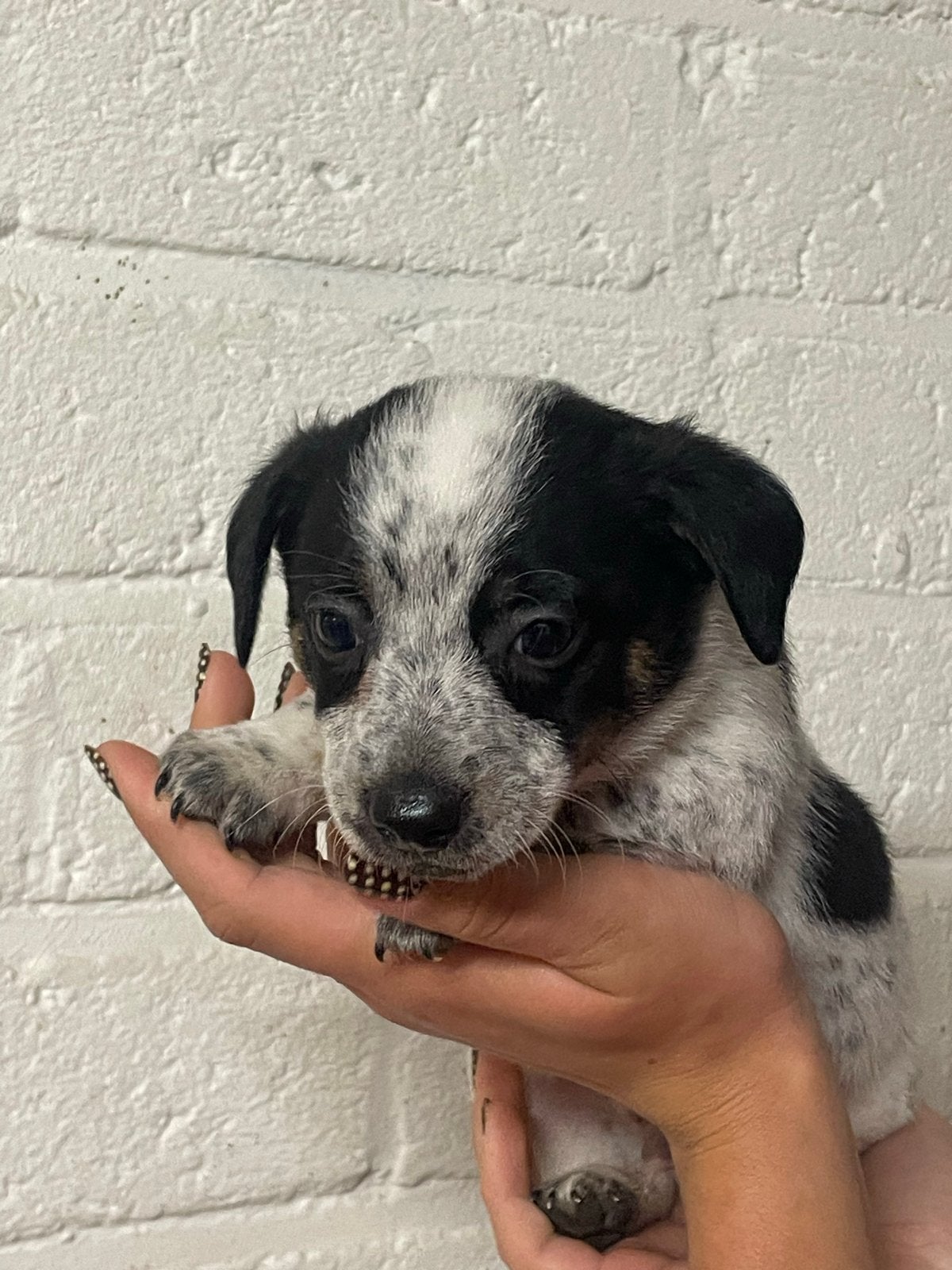 Bijzonder  gekleurde Jackrussel x Bfox pups, Jack Russell Terriër, 8 tot 15 weken, Meerdere, Meerdere dieren