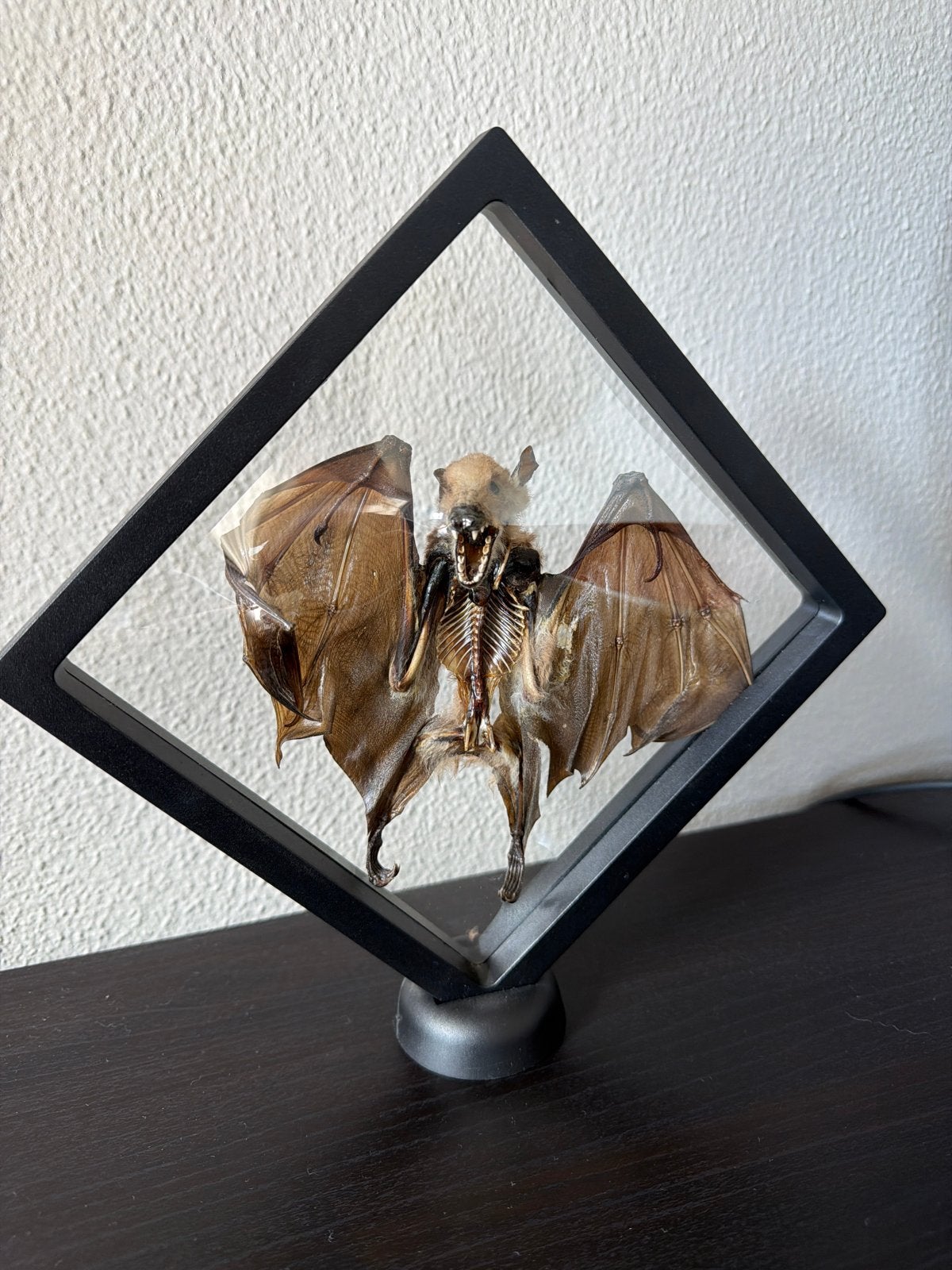 Vleermuis Taxidermie in Lijst - Uniek Decoratiestuk, Verzamelen, Ophalen, Gebruikt