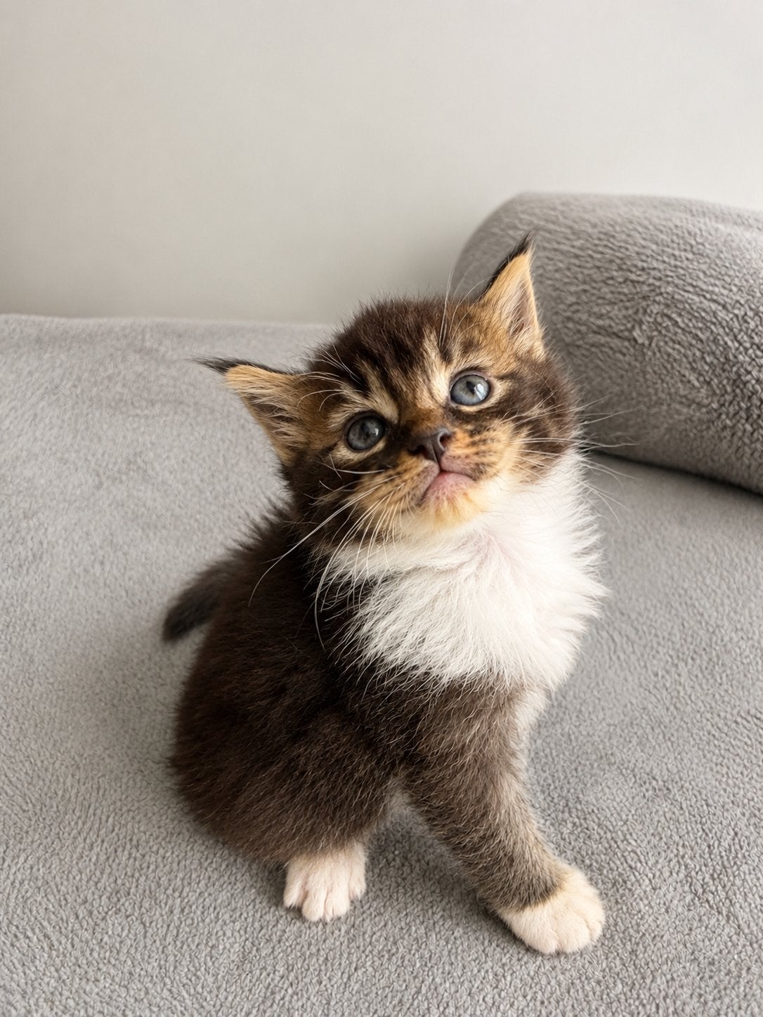 Premium XXL Maine Coon Kittens • 1 Jaar Gezondheidsgarantie, Meerdere dieren, Gechipt
