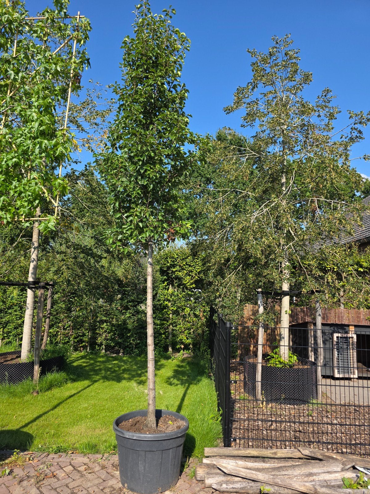 sierpeer pyrus call chanticleer, Tuin en Terras, Ophalen of Verzenden, Lente, Volle zon, Overige soorten