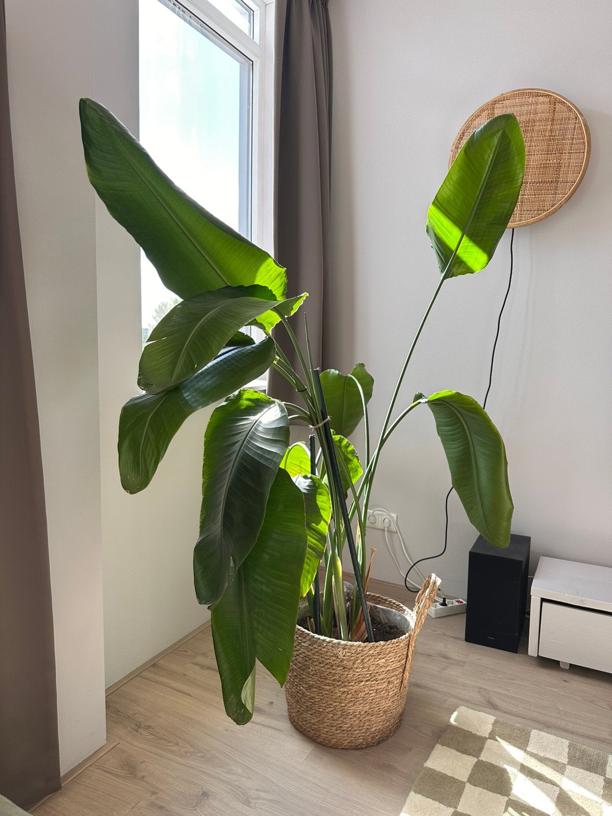 Kamerplant strelitzia, Ophalen, Halfschaduw