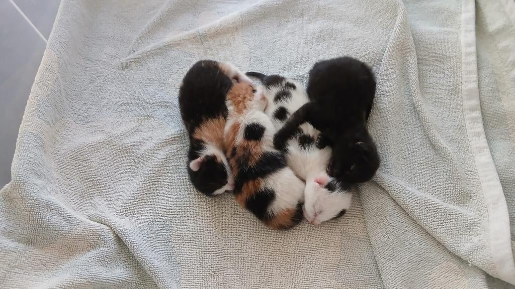 Kittens, Ophalen, Jongetje of Meisje, Schoentjes